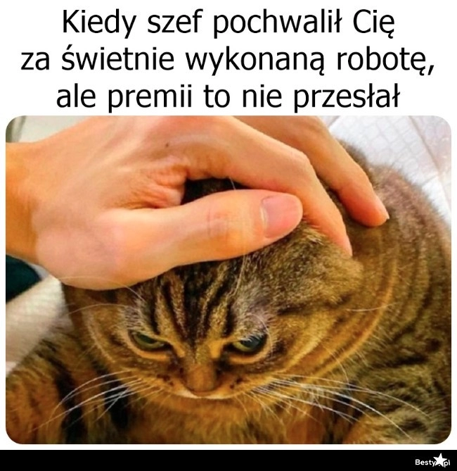 
    Za pochwałę to sobie saszet nie kupię 