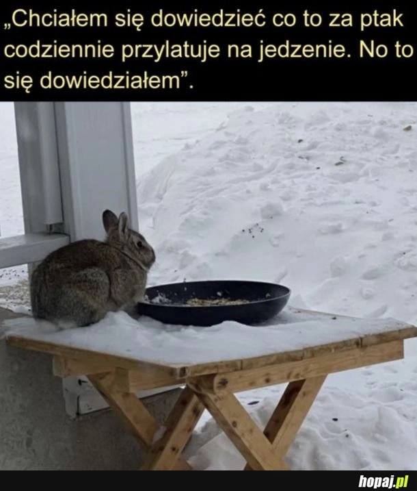 Jakiś dziwny ptaszek