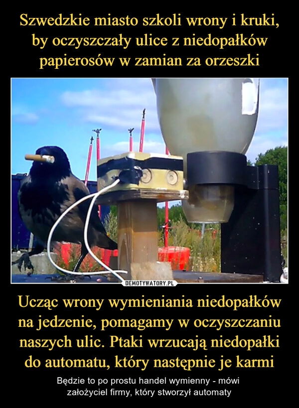 
    Szwedzkie miasto szkoli wrony i kruki, by oczyszczały ulice z niedopałków papierosów w zamian za orzeszki Ucząc wrony wymieniania niedopałków na jedzenie, pomagamy w oczyszczaniu naszych ulic. Ptaki wrzucają niedopałki do automatu, który następnie je karmi