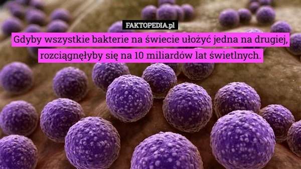 
    Gdyby wszystkie bakterie na świecie ułożyć jedna na drugiej, rozciągnęłyby