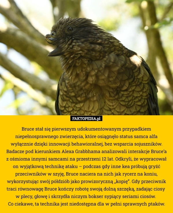 
    Bruce stał się pierwszym udokumentowanym przypadkiem niepełnosprawnego zwierzęcia,