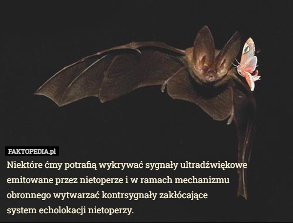 
    Niektóre ćmy potrafią wykrywać sygnały ultradźwiękowe emitowane przez nietoperze...