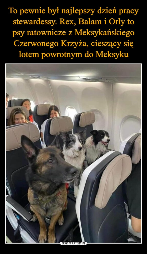 
    To pewnie był najlepszy dzień pracy stewardessy. Rex, Balam i Orly to psy ratownicze z Meksykańskiego Czerwonego Krzyża, cieszący się lotem powrotnym do Meksyku