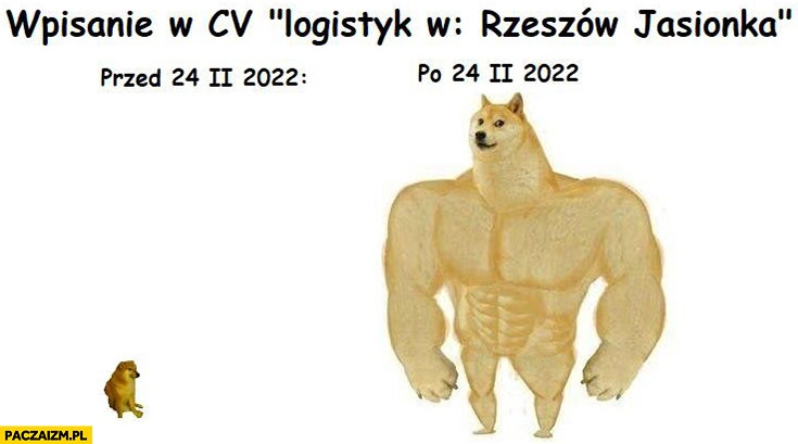 
    Wpisanie w CV logistyk w Rzeszów Jasionka przed i po wybuchu wojny pies pieseł doge cheems