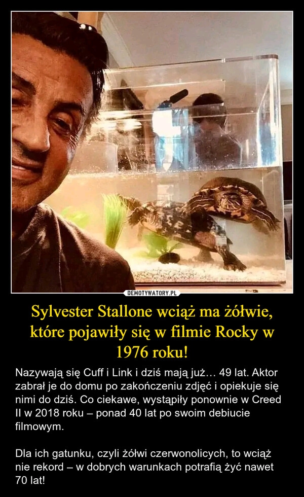
    Sylvester Stallone wciąż ma żółwie, które pojawiły się w filmie Rocky w 1976 roku!