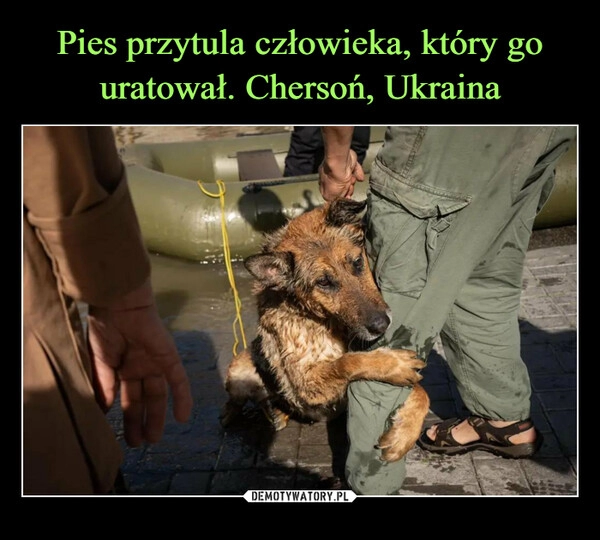 
    Pies przytula człowieka, który go uratował. Chersoń, Ukraina