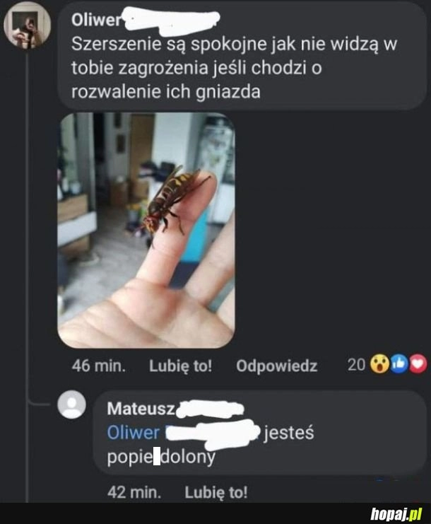 
    Szerszenie