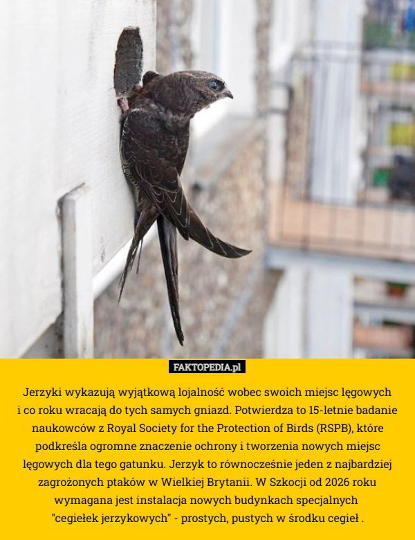 
    Jerzyki wykazują wyjątkową lojalność wobec swoich miejsc lęgowych
 i co