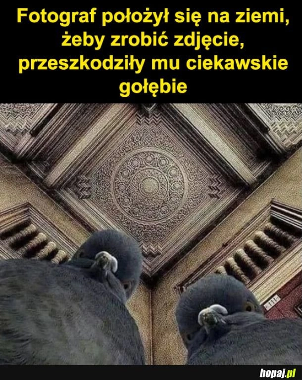 
    Gołębie