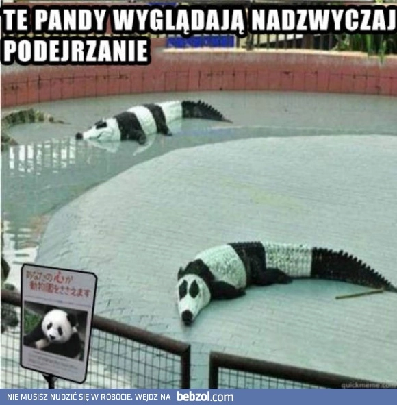 
    Podejrzane pandy