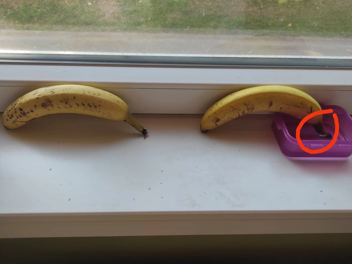 
    Day 4 the stem of the right one gets dark and i think it will start to rotten. Bad News for the 
