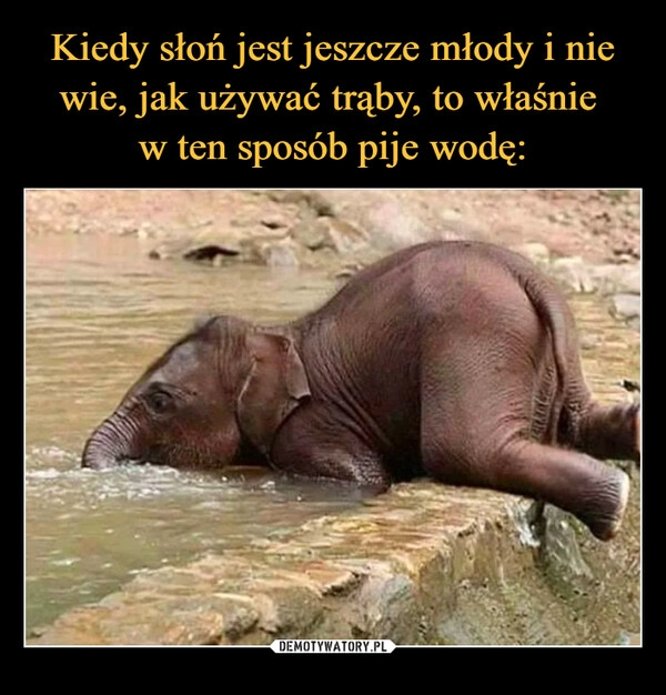 
    Kiedy słoń jest jeszcze młody i nie wie, jak używać trąby, to właśnie
w ten sposób pije wodę: 