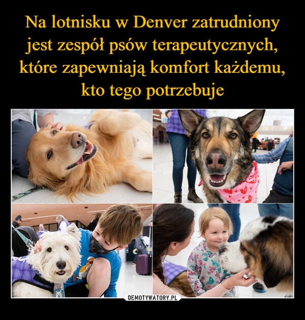 
    Na lotnisku w Denver zatrudniony jest zespół psów terapeutycznych, które zapewniają komfort każdemu, kto tego potrzebuje