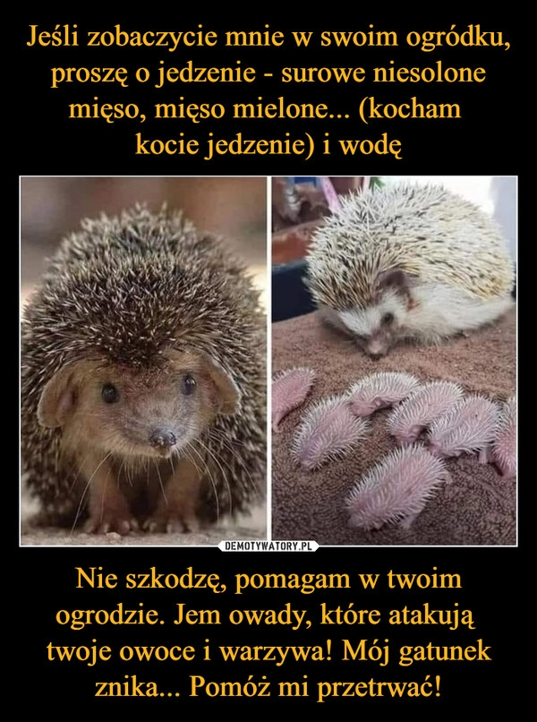 
    Jeśli zobaczycie mnie w swoim ogródku, proszę o jedzenie - surowe niesolone mięso, mięso mielone... (kocham 
kocie jedzenie) i wodę Nie szkodzę, pomagam w twoim ogrodzie. Jem owady, które atakują 
twoje owoce i warzywa! Mój gatunek znika... Pomóż mi przetrwać!