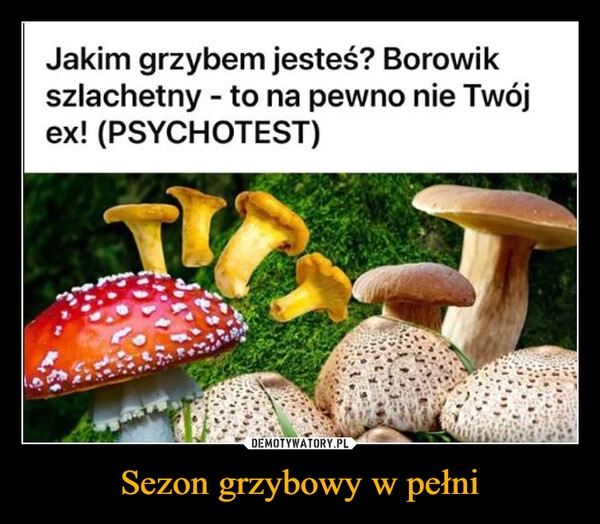 
    Sezon grzybowy w pełni