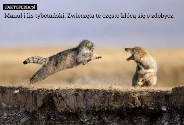 
    Manul i lis tybetański. Zwierzęta te często kłócą się o zdobycz.