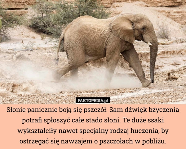 
    Słonie panicznie boją się pszczół. Sam dźwięk bzyczenia potrafi spłoszyć