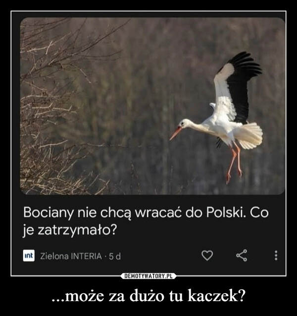 
    ...może za dużo tu kaczek?