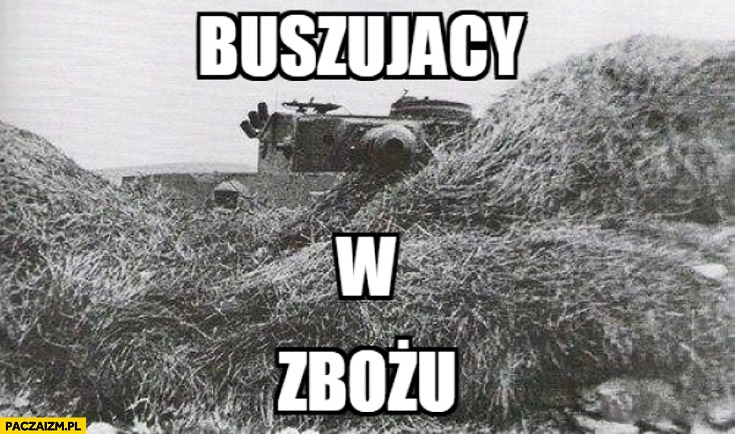 
    Buszujący w zbożu czołg