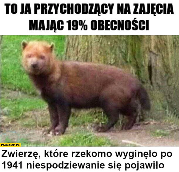 
    Zwierzę które rzekomo wyginęło niespodziewanie się pojawiło to ja przychodzący na zajęcia mając 19% procent obecności