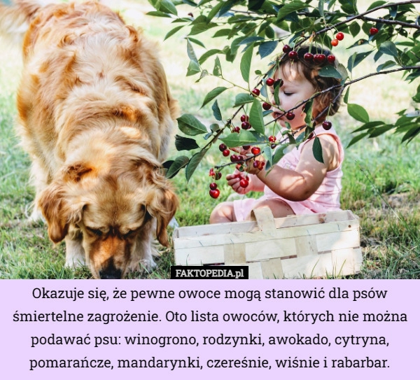 
    Okazuje się, że pewne owoce mogą stanowić dla psów śmiertelne zagrożenie...