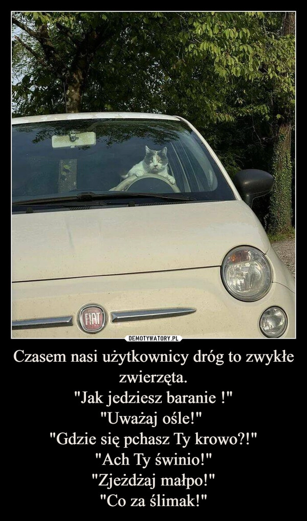 
    Czasem nasi użytkownicy dróg to zwykłe zwierzęta.
"Jak jedziesz baranie !"
"Uważaj ośle!" 
"Gdzie się pchasz Ty krowo?!"
"Ach Ty świnio!"
"Zjeżdżaj małpo!"
"Co za ślimak!"