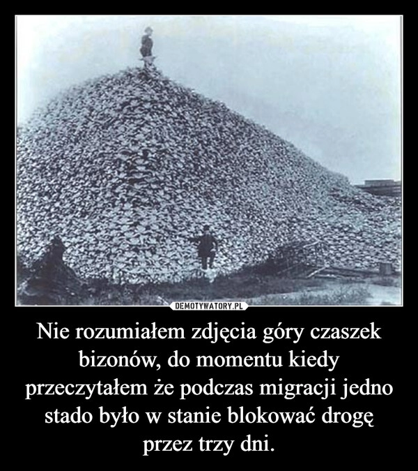 
    Nie rozumiałem zdjęcia góry czaszek bizonów, do momentu kiedy przeczytałem że podczas migracji jedno stado było w stanie blokować drogę przez trzy dni. 