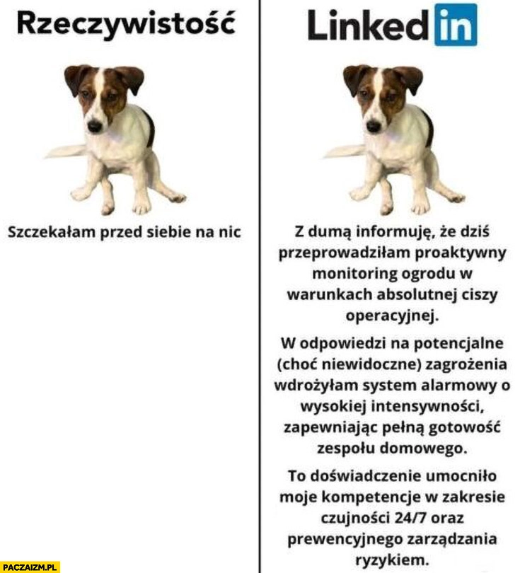 
    Pies piesek rzeczywistość vs LinkedIn szczekałem przed siebie na nic post wpis