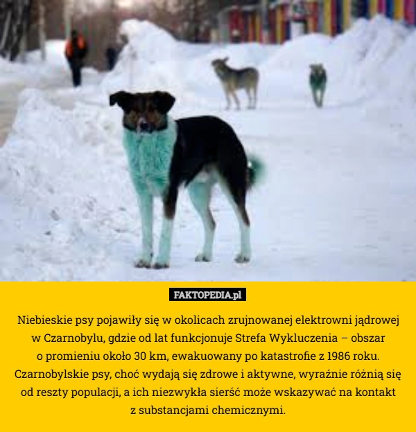 
    Niebieskie psy pojawiły się w okolicach zrujnowanej elektrowni jądrowej