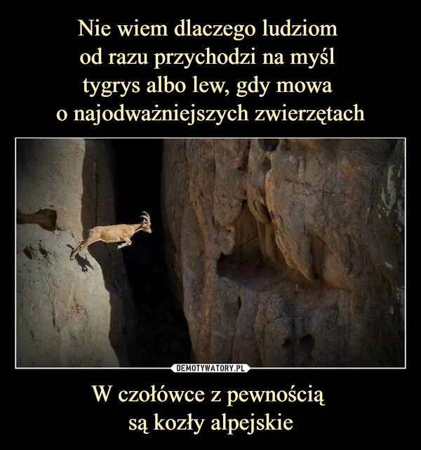 
    Nie wiem dlaczego ludziom 
od razu przychodzi na myśl 
tygrys albo lew, gdy mowa 
o najodważniejszych zwierzętach W czołówce z pewnością 
są kozły alpejskie