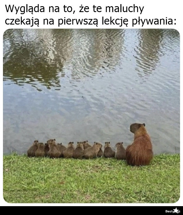 
    Pierwsza lekcja pływania 