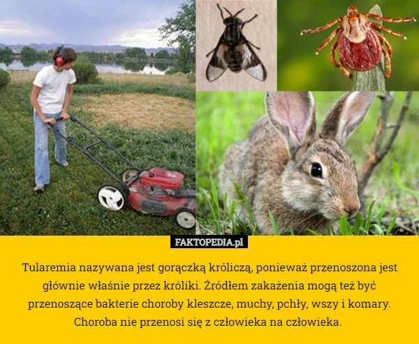 
    Tularemia nazywana jest gorączką króliczą, ponieważ przenoszona jest głównie