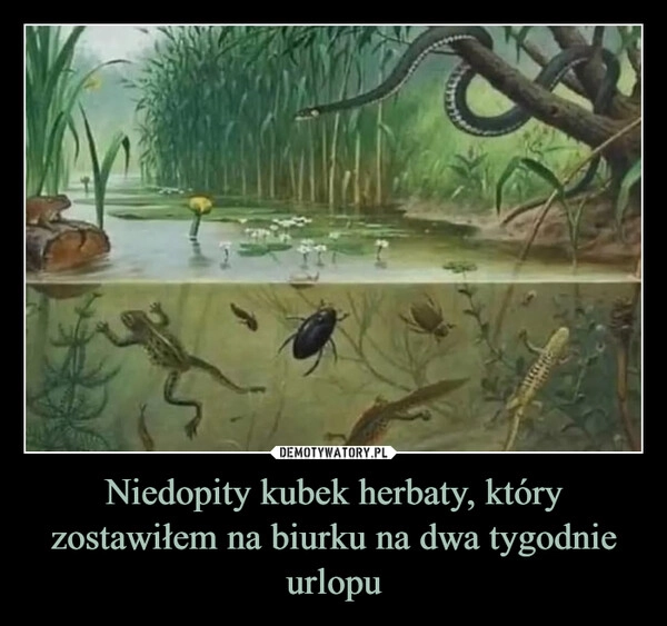 
    Niedopity kubek herbaty, który zostawiłem na biurku na dwa tygodnie urlopu