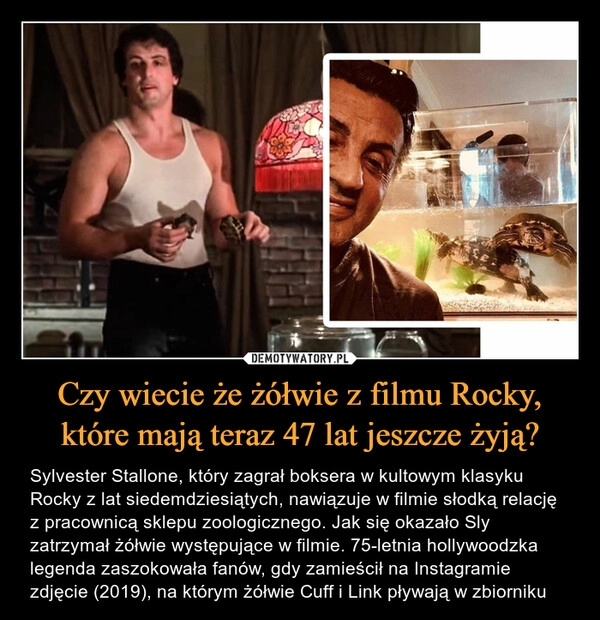 
    Czy wiecie że żółwie z filmu Rocky, które mają teraz 47 lat jeszcze żyją?