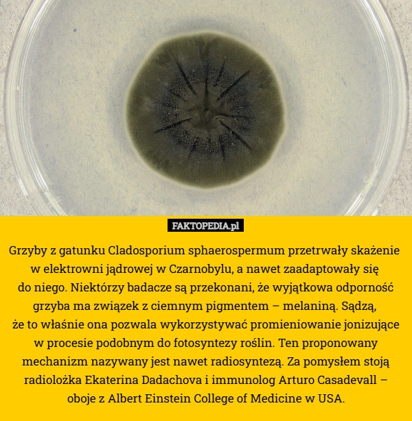 
    Grzyby z gatunku Cladosporium sphaerospermum przetrwały skażenie 
w elektrowni