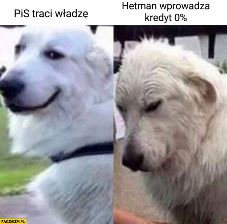 
    Pies piesek PiS traci władzę Hetman wprowadza kredyt 0% procent