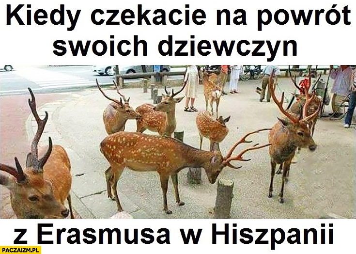 
    Kiedy czekacie na powrót swoich dziewczyn z Erasmusa w Hiszpanii jelenie łosie