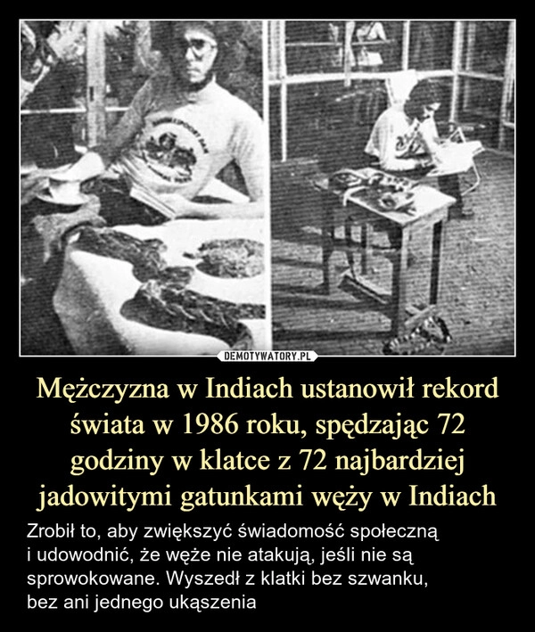 
    Mężczyzna w Indiach ustanowił rekord świata w 1986 roku, spędzając 72 godziny w klatce z 72 najbardziej jadowitymi gatunkami węży w Indiach
