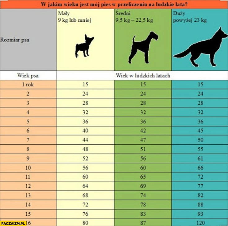 
    W jakim wieku jest pies w przeliczeniu na ludzkie lata mały, średni, duży