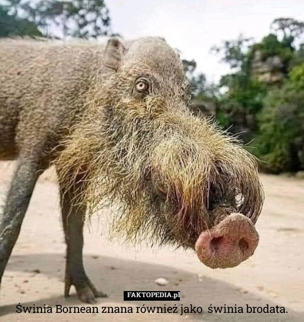 
    
			Świnia Bornean znana również jako  świnia brodata.					