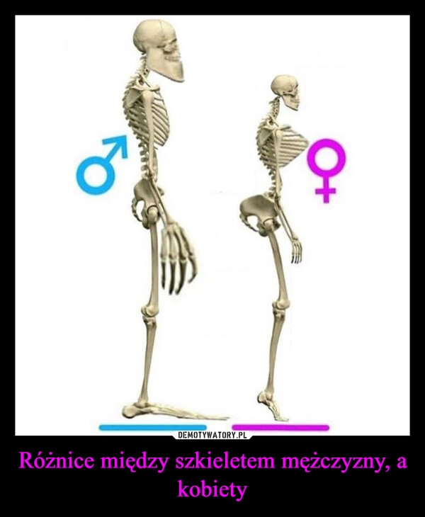 
    Różnice między szkieletem mężczyzny, a kobiety