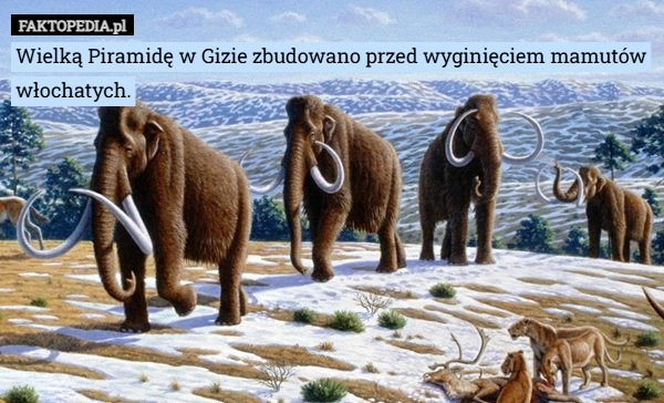 
    Wielką Piramidę w Gizie zbudowano przed wyginięciem mamutów włochatych.