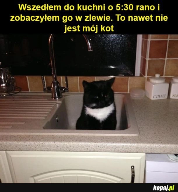 
    Gość