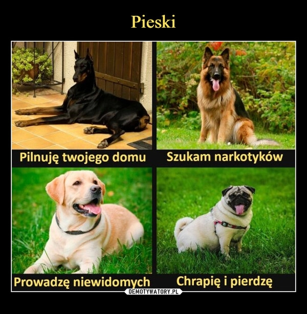 
    Pieski