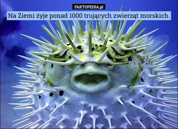 
    Na Ziemi żyje ponad 1000 trujących zwierząt morskich.