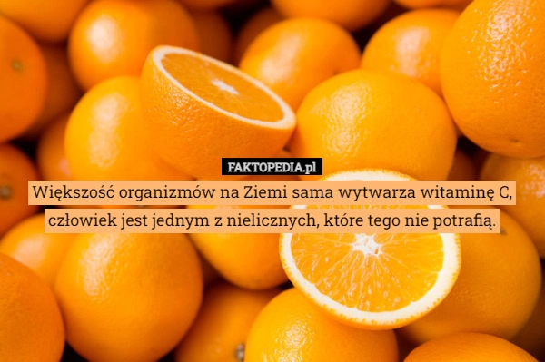 
    Większość organizmów na Ziemi sama wytwarza witaminę C, człowiek jest jednym