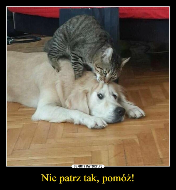 
    Nie patrz tak, pomóż!