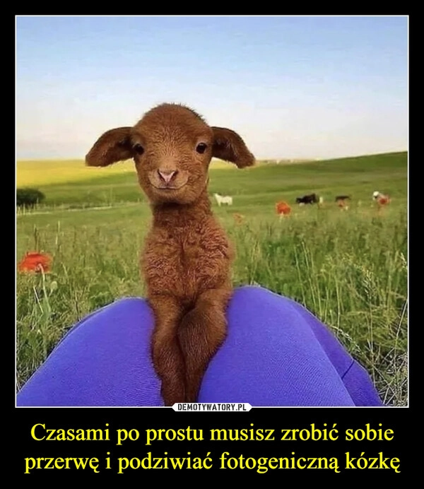 
    Czasami po prostu musisz zrobić sobie przerwę i podziwiać fotogeniczną kózkę