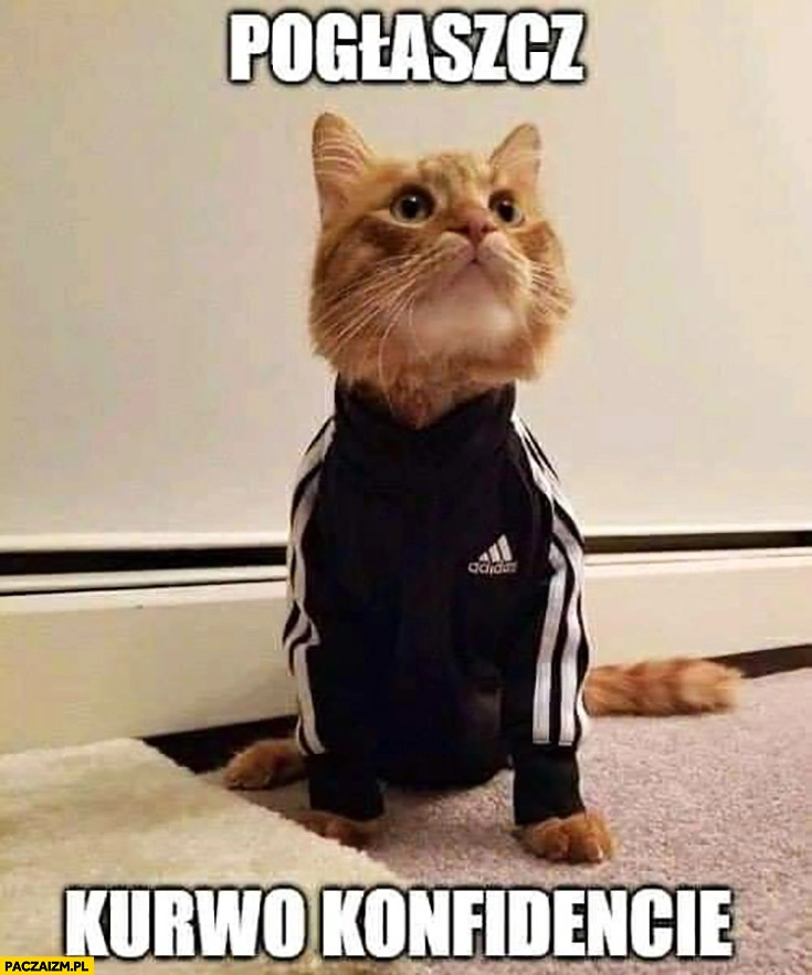 
    Kot dresiarz pogłaszcz kurna konfidencie