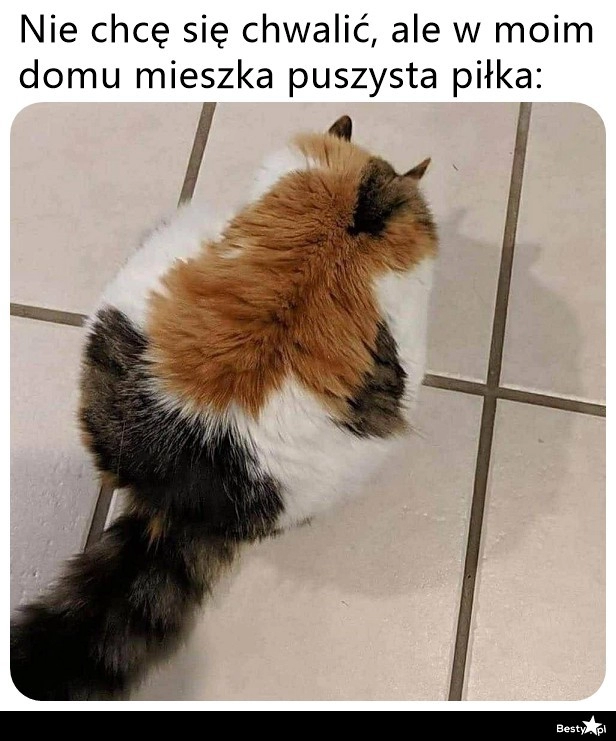 
    Puszysta piłka 